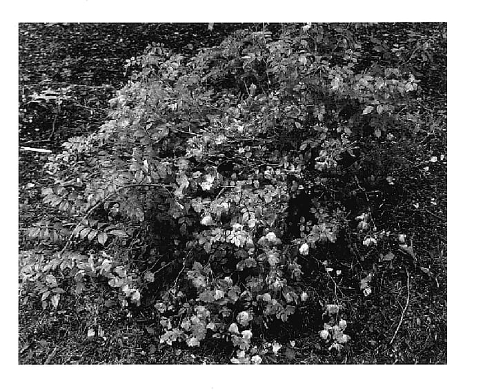 Figure 1 of US plant patent PP15981, the photograph of Chewground printed in the patent.