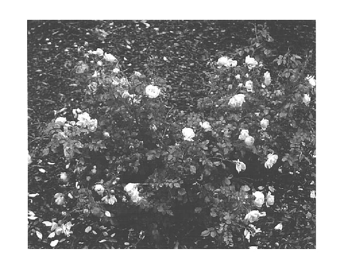 Figure 1 of US plant patent PP15982, the photograph of Horcoherent printed in the patent.