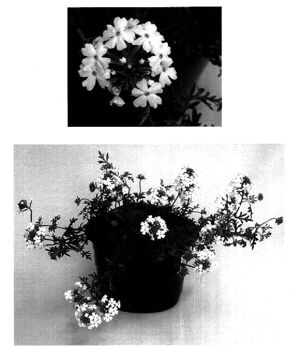 Figure 1 of US plant patent PP15983, the photograph of USBENA361 printed in the patent.