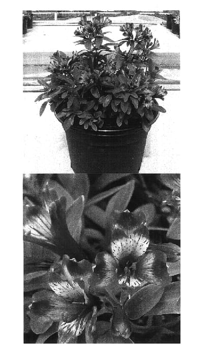 Figure 1 of US plant patent PP15984, the photograph of Koobsion printed in the patent.