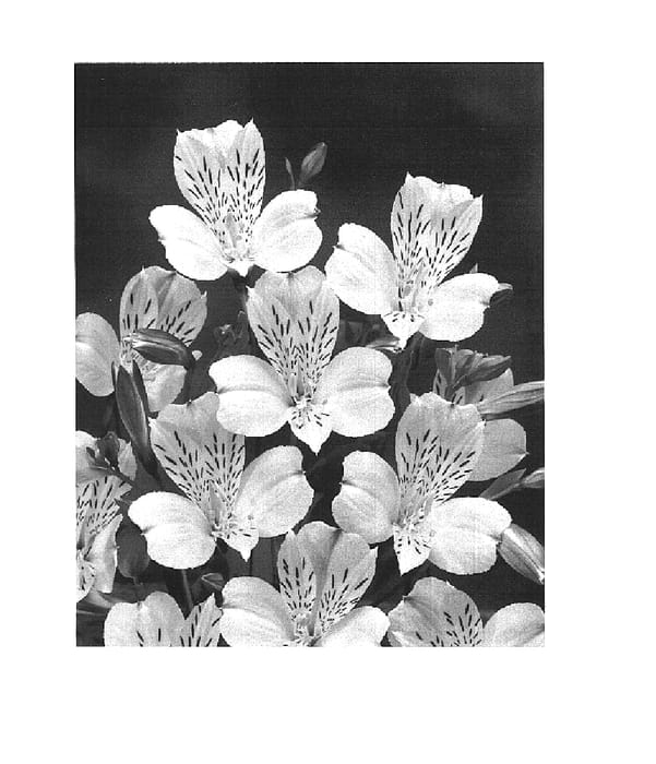 Figure 1 of US plant patent PP15985, the photograph of Zalsadim printed in the patent.