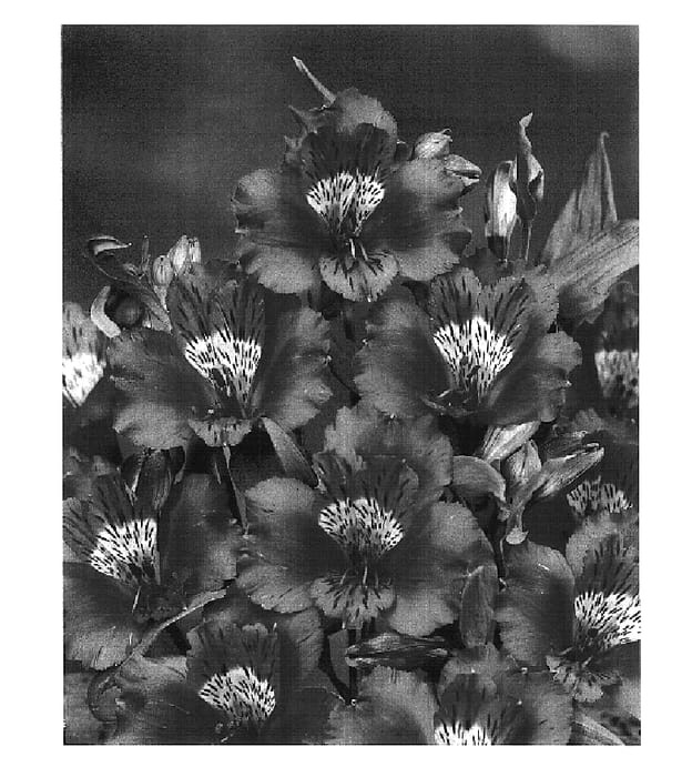 Figure 1 of US plant patent PP15986, the photograph of Zalsafes printed in the patent.