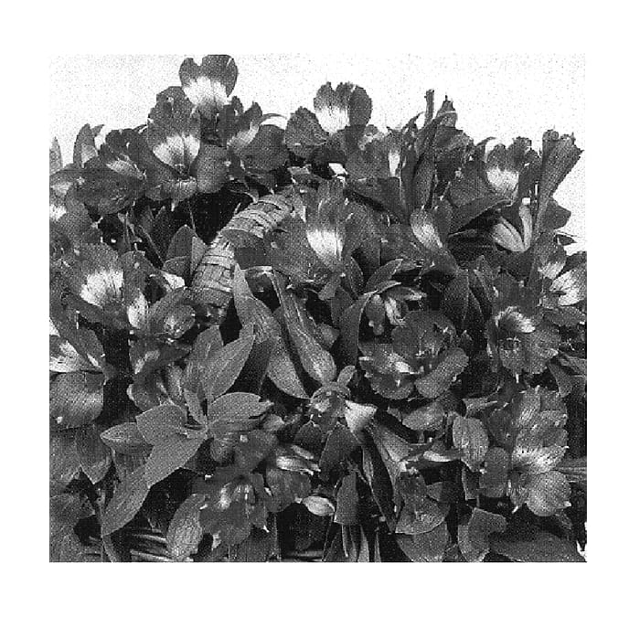 Figure 1 of US plant patent PP15987, the photograph of Zaprinous printed in the patent.