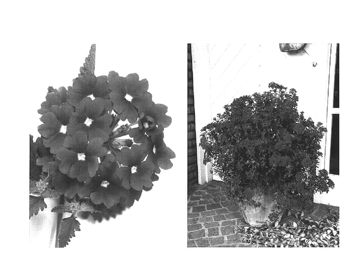 Figure 1 of US plant patent PP15988, the photograph of Wesverscar printed in the patent.
