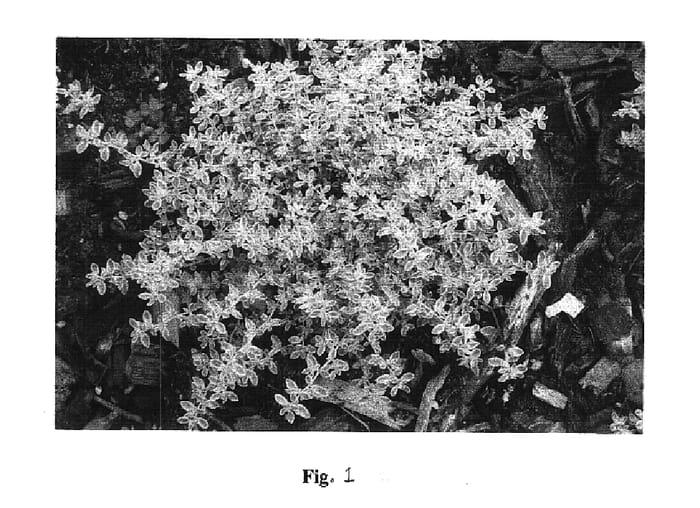 Figure 1 of US plant patent PP15989, the photograph of Sea Foam printed in the patent.