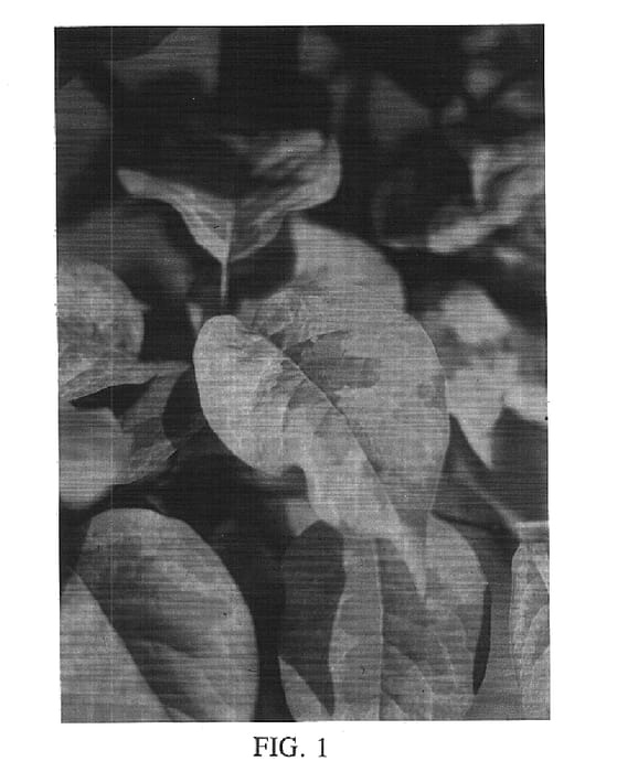 Figure 1 of US plant patent PP15990, the photograph of Golden Eclipse printed in the patent.