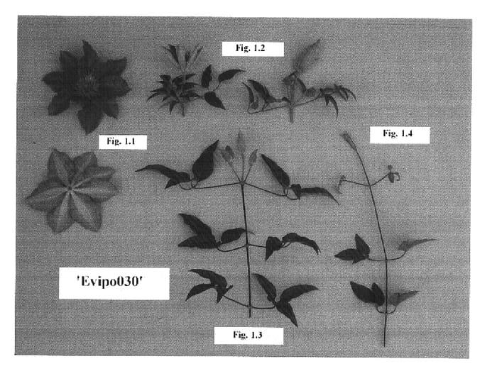 Figure 1 of US plant patent PP15991, the photograph of Evipo030 printed in the patent.