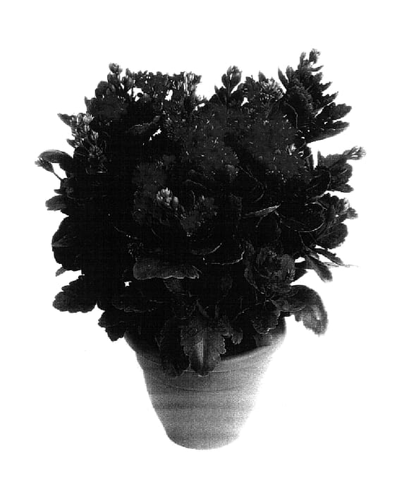 Figure 1 of US plant patent PP15992, the photograph of Pippijn printed in the patent.