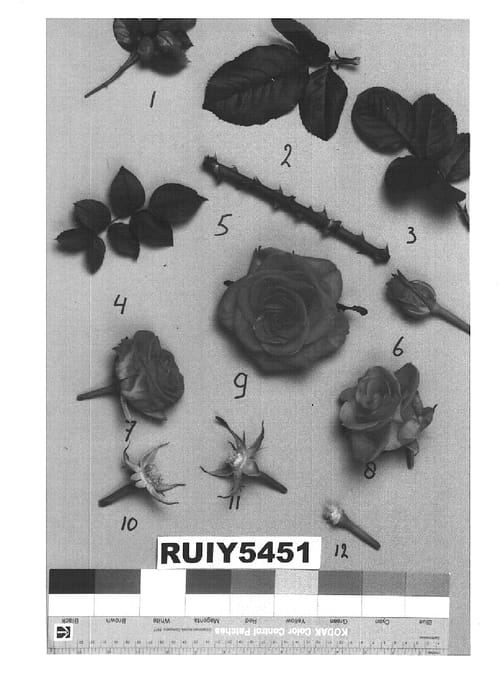 Figure 1 of US plant patent PP15993, the photograph of RUIY5451 printed in the patent.