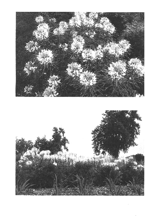 Figure 1 of US plant patent PP15994, the photograph of Robspifro printed in the patent.