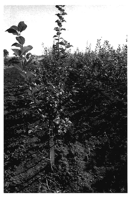 Figure 1 of US plant patent PP15995, the photograph of VVA-1 printed in the patent.