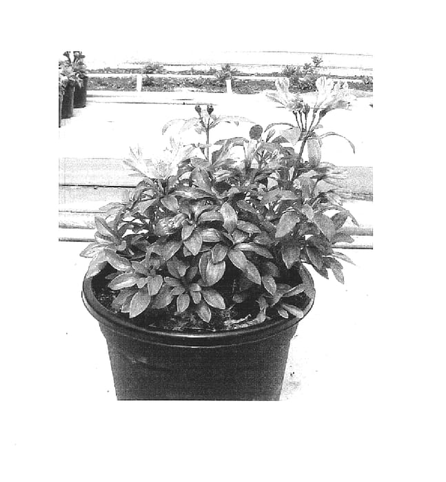 Figure 1 of US plant patent PP15996, the photograph of Koserin printed in the patent.