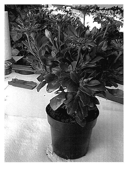 Figure 1 of US plant patent PP15997, the photograph of Sunny Zara printed in the patent.