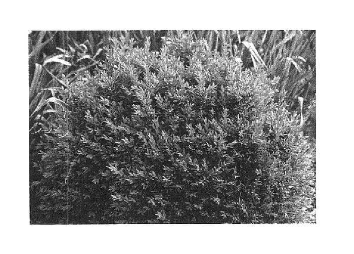 Figure 1 of US plant patent PP15998, the photograph of Katerberg printed in the patent.
