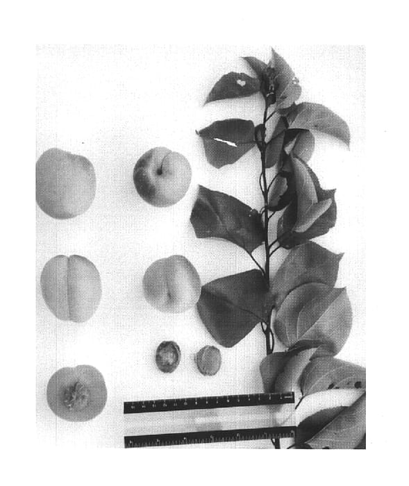 Figure 1 of US plant patent PP15999, the photograph of Suapriten printed in the patent.