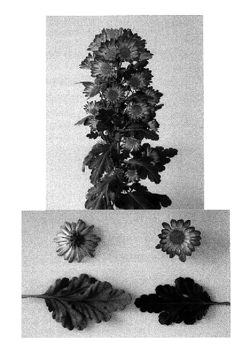 Figure 1 of US plant patent PP16000, the photograph of Deliroma printed in the patent.