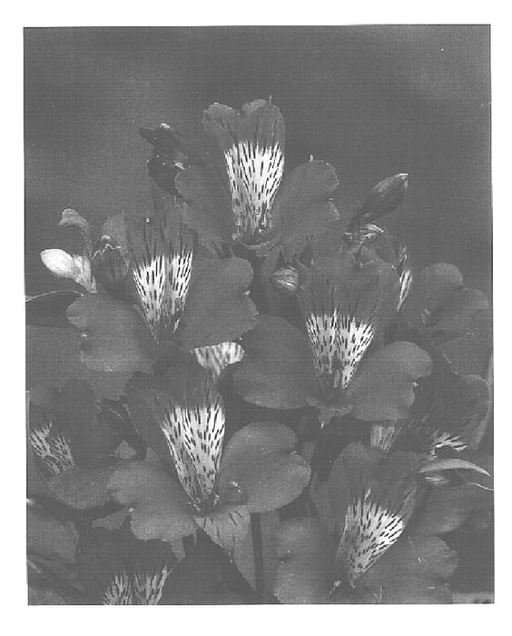 Figure 1 of US plant patent PP16001, the photograph of Zalsamot printed in the patent.