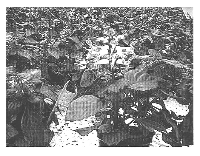 Figure 1 of US plant patent PP16002, the photograph of P000603 printed in the patent.