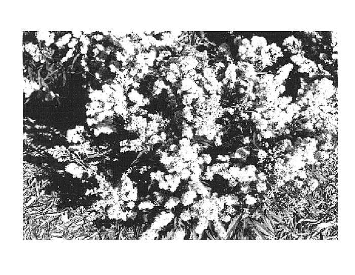 Figure 1 of US plant patent PP16003, the photograph of Solbut printed in the patent.