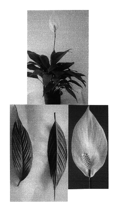 Figure 1 of US plant patent PP16004, the photograph of Nr. 256 printed in the patent.