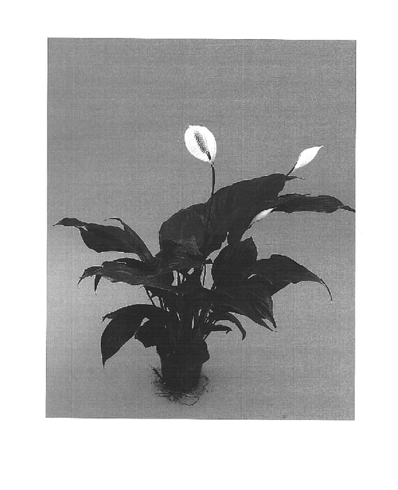 Figure 1 of US plant patent PP16005, the photograph of Jetson printed in the patent.