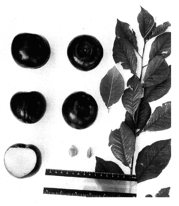Figure 1 of US plant patent PP16006, the photograph of Suplumtwentyseven printed in the patent.