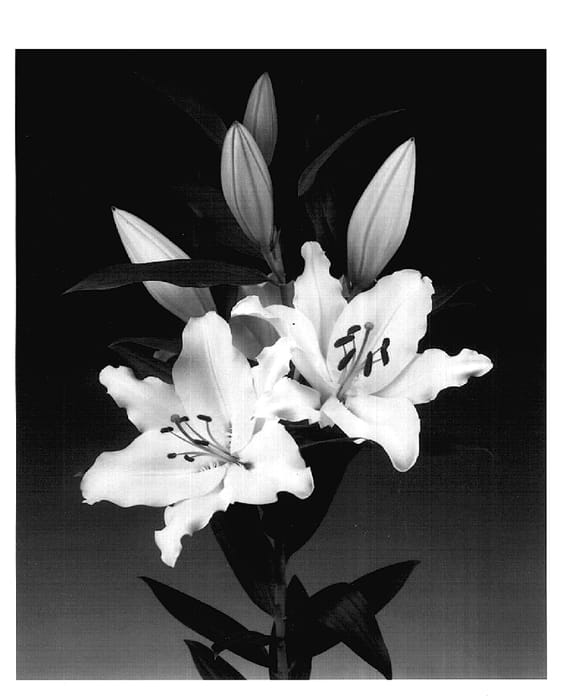 Figure 1 of US plant patent PP16007, the photograph of Rialto printed in the patent.