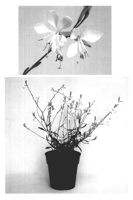 Figure 1 of US plant patent PP16008, the photograph of Nugauwhite printed in the patent.