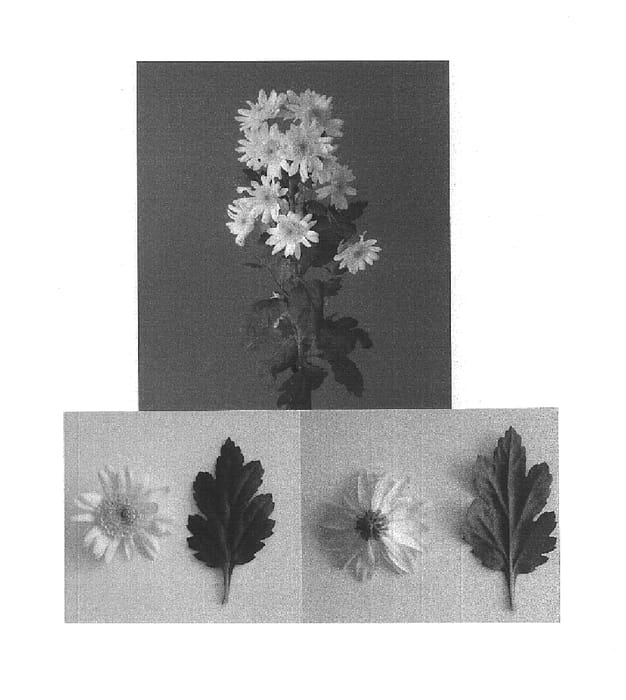 Figure 1 of US plant patent PP16009, the photograph of DekDakar printed in the patent.