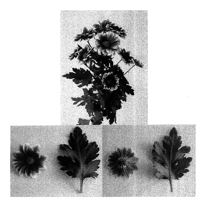 Figure 1 of US plant patent PP16010, the photograph of DekTimman printed in the patent.