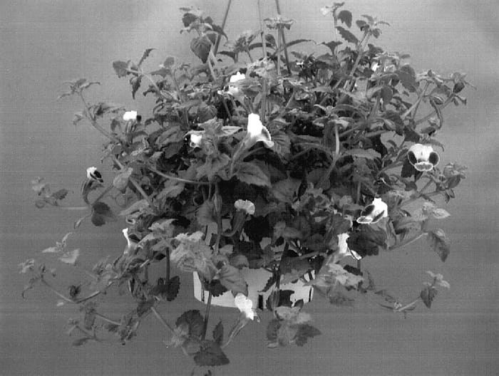 Figure 1 of US plant patent PP16011, the photograph of Dantopinkmn printed in the patent.