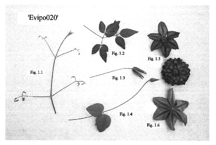 Figure 1 of US plant patent PP16012, the photograph of Evipo020 printed in the patent.