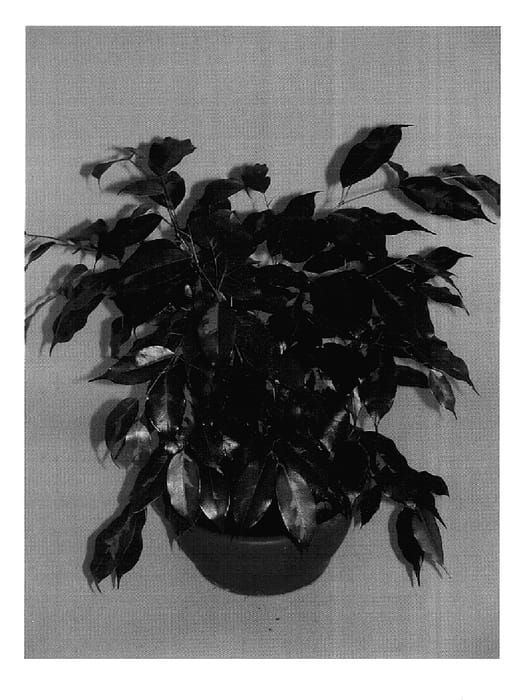 Figure 1 of US plant patent PP16013, the photograph of Black Diamond printed in the patent.