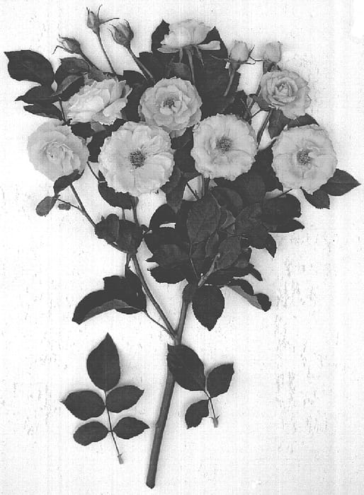 Figure 1 of US plant patent PP16014, the photograph of Hadcup printed in the patent.
