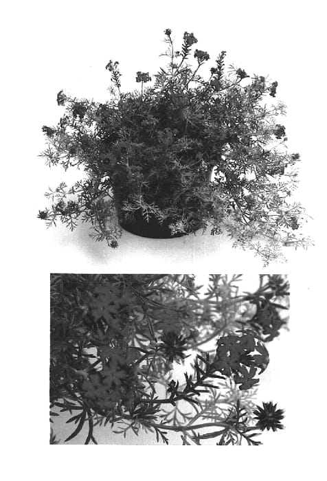 Figure 1 of US plant patent PP16015, the photograph of USBENA291 printed in the patent.