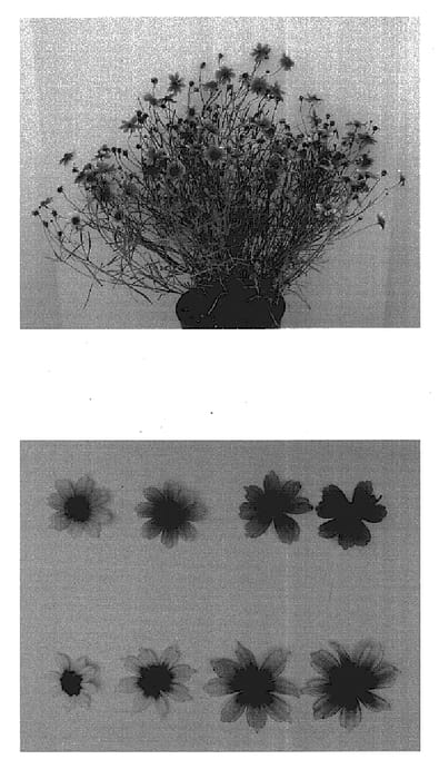 Figure 1 of US plant patent PP16016, the photograph of Heaven's Gate printed in the patent.