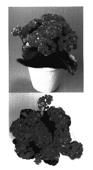 Figure 1 of US plant patent PP16017, the photograph of KJ 2003-0561 printed in the patent.