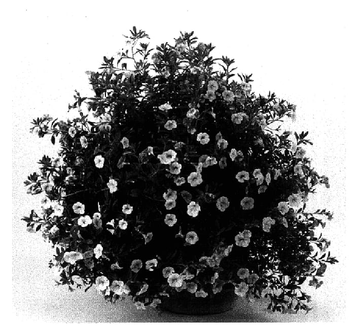 Figure 1 of US plant patent PP16018, the photograph of 01C-J-4 printed in the patent.