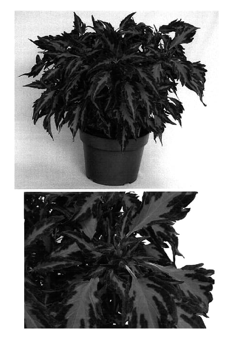 Figure 1 of US plant patent PP16019, the photograph of Sundancer6 printed in the patent.