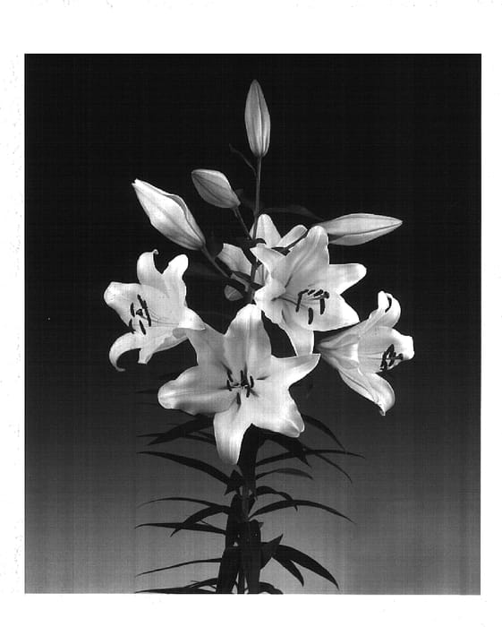 Figure 1 of US plant patent PP16020, the photograph of Manissa printed in the patent.