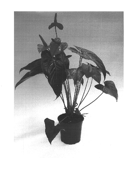 Figure 1 of US plant patent PP16021, the photograph of Rijn199828 printed in the patent.