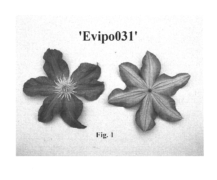 Figure 1 of US plant patent PP16022, the photograph of EVIPO031 printed in the patent.