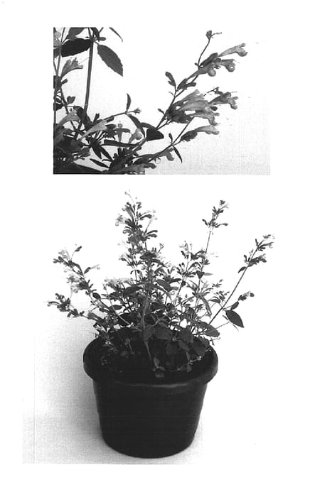 Figure 1 of US plant patent PP16023, the photograph of Kiegabi printed in the patent.