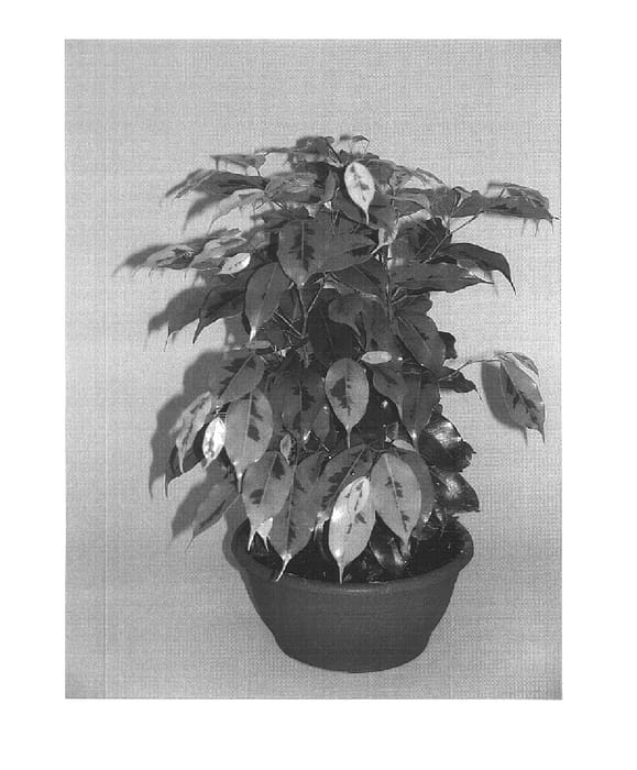 Figure 1 of US plant patent PP16024, the photograph of Margarita printed in the patent.