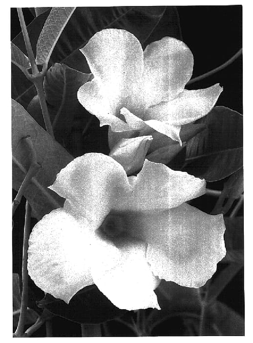 Figure 1 of US plant patent PP16025, the photograph of Cotton Candy printed in the patent.