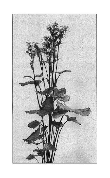 Figure 1 of US plant patent PP16026, the photograph of Laternchen printed in the patent.