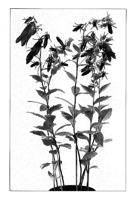 Figure 1 of US plant patent PP16027, the photograph of Purple Sensation printed in the patent.