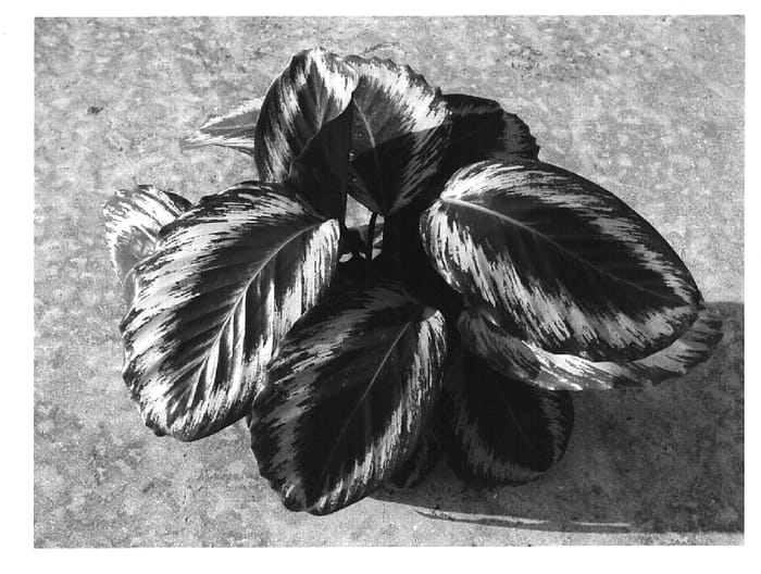 Figure 1 of US plant patent PP16028, the photograph of Indri printed in the patent.