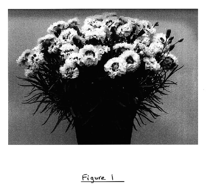 Figure 1 of US plant patent PP16029, the photograph of Devon Yolande printed in the patent.