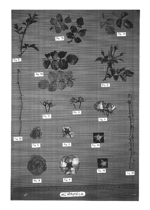 Figure 1 of US plant patent PP16030, the photograph of Meirameca printed in the patent.